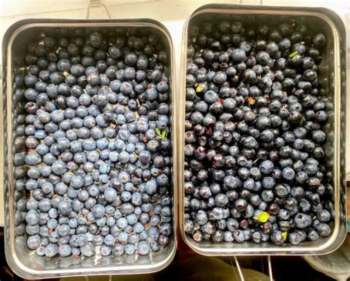 Discover The Hidden Secrets Of Blueberries Inside