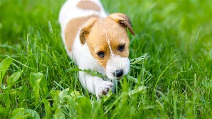 Is it safe for puppy to eat grass? |