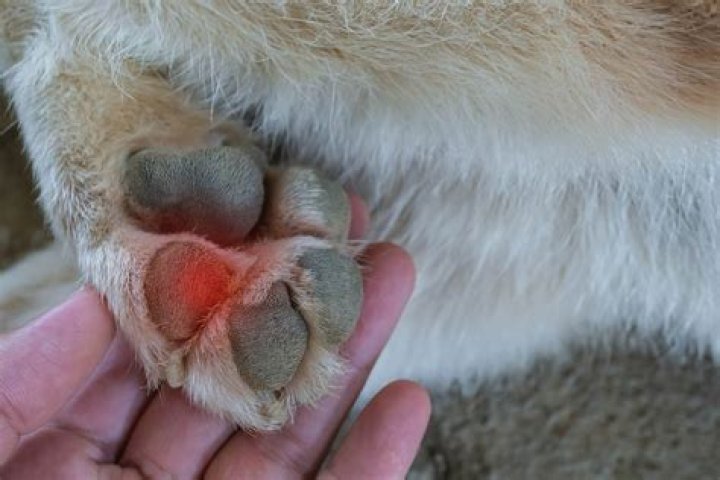Vet Gives Warning After Dog's Paw Pads Burn Off From Hot Pavement